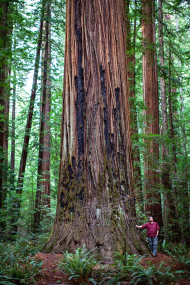 Redwood Wedding Photography by Mario Vaden