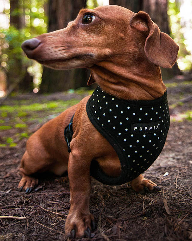 portrait of small pet dog